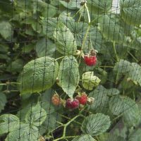 Filet anti-oiseaux extrudé 3