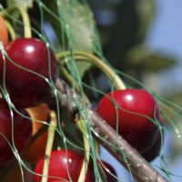 Filet anti-oiseaux extrudé 1