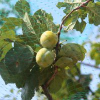 Filet anti-oiseaux extrudé 2