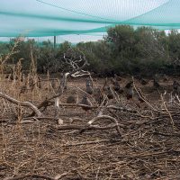 Volière d'oiseaux 2