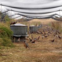 Volière d'oiseaux 1