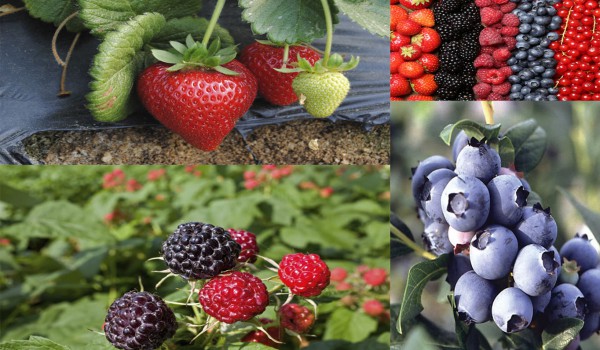 fruta